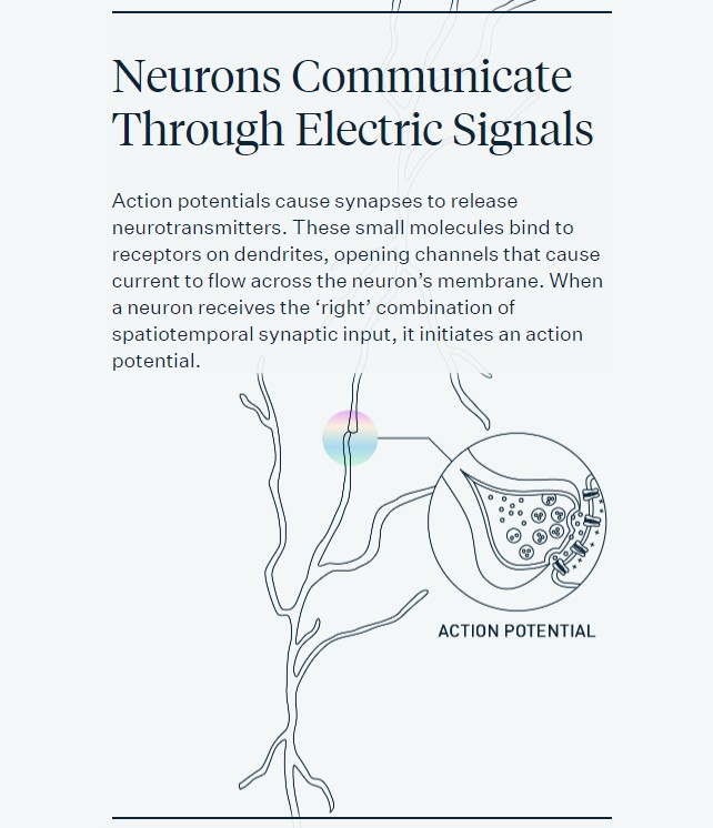 Neuralink diagram explaining how neurons communicate through electric signals