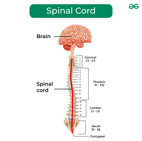 Diagram of the spinal cord with the cervical, thoracic, lumbar, and sacral regions labeled