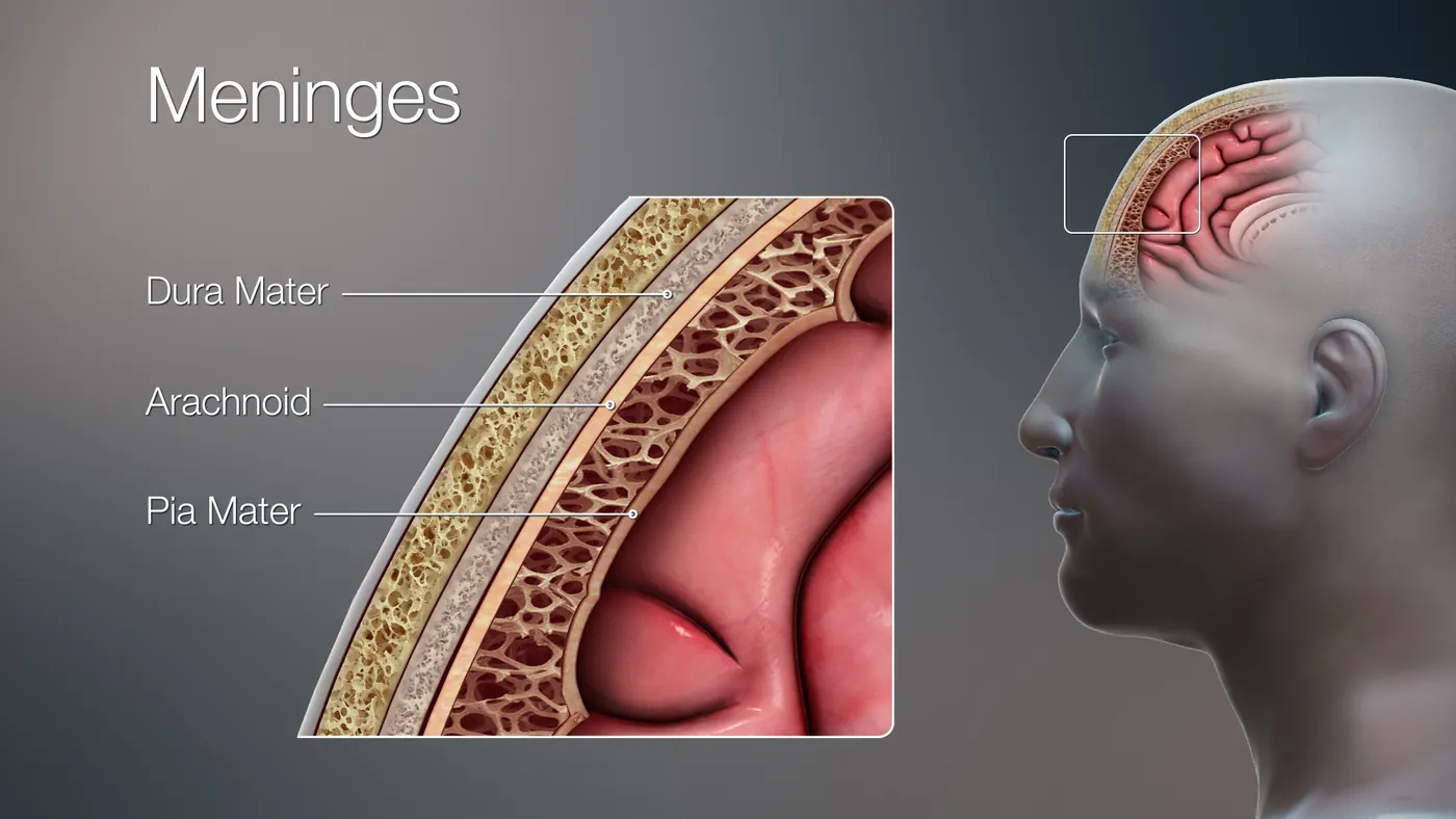 Illustration of the meninges: dura mater, arachnoid, and pia mater