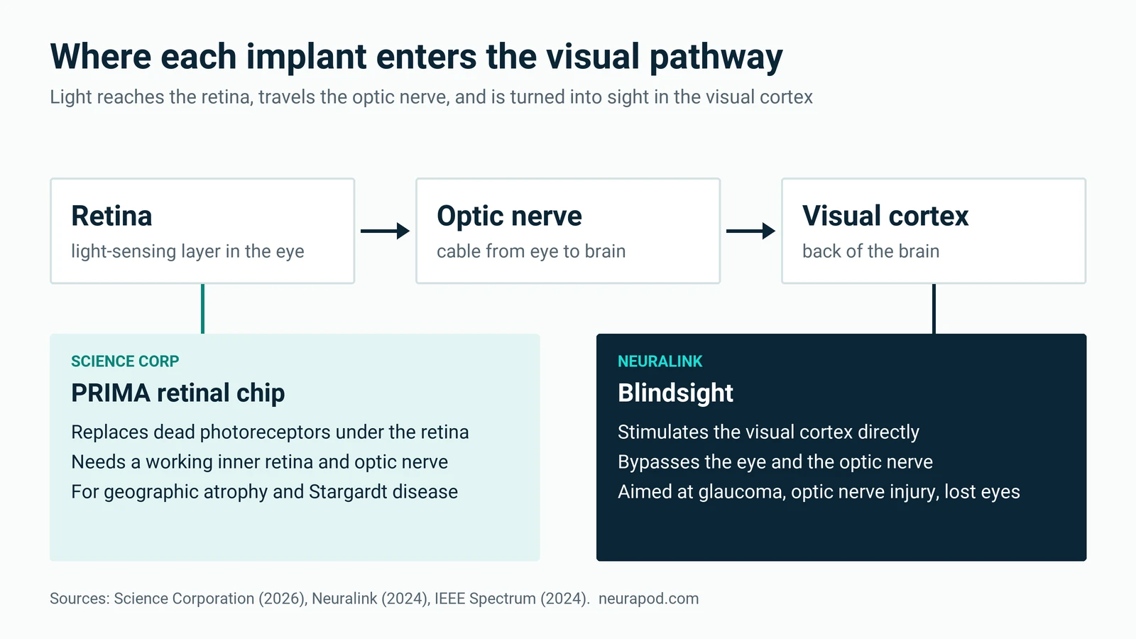 Diagram of the visual pathway from retina to optic nerve to visual cortex, showing Science Corp's PRIMA chip at the retina and Neuralink's Blindsight at the visual cortex, bypassing the eye and optic nerve